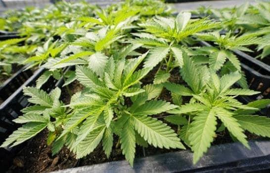  Productores colombianos urgen regulación para el uso del cannabis en adultos