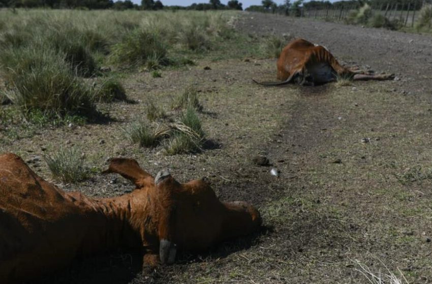  Sequía mata miles de vacas y daña cultivos en Argentina