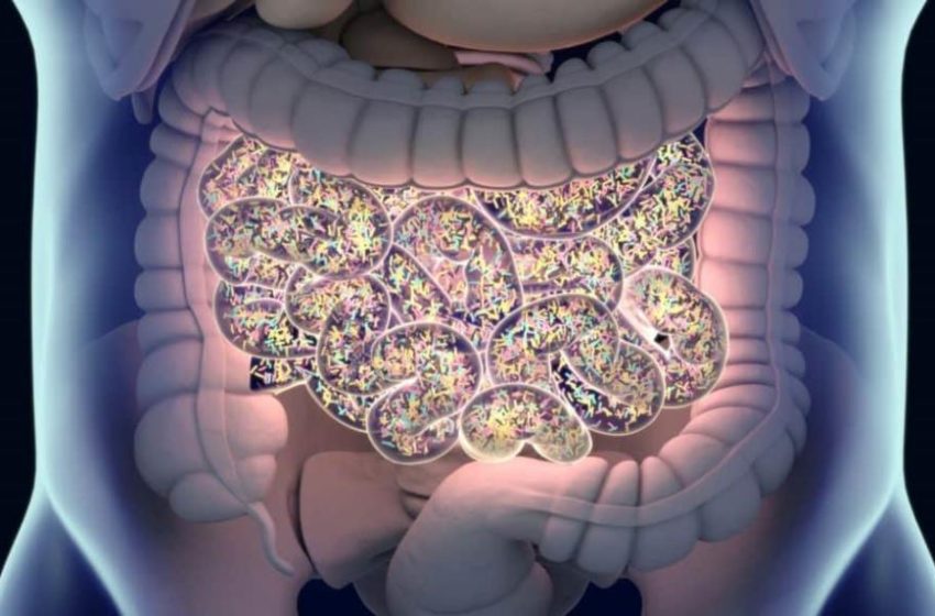  Estudio revela nuevas formas en que el microbioma intestinal contribuye a riesgos de enfermedad cardíaca